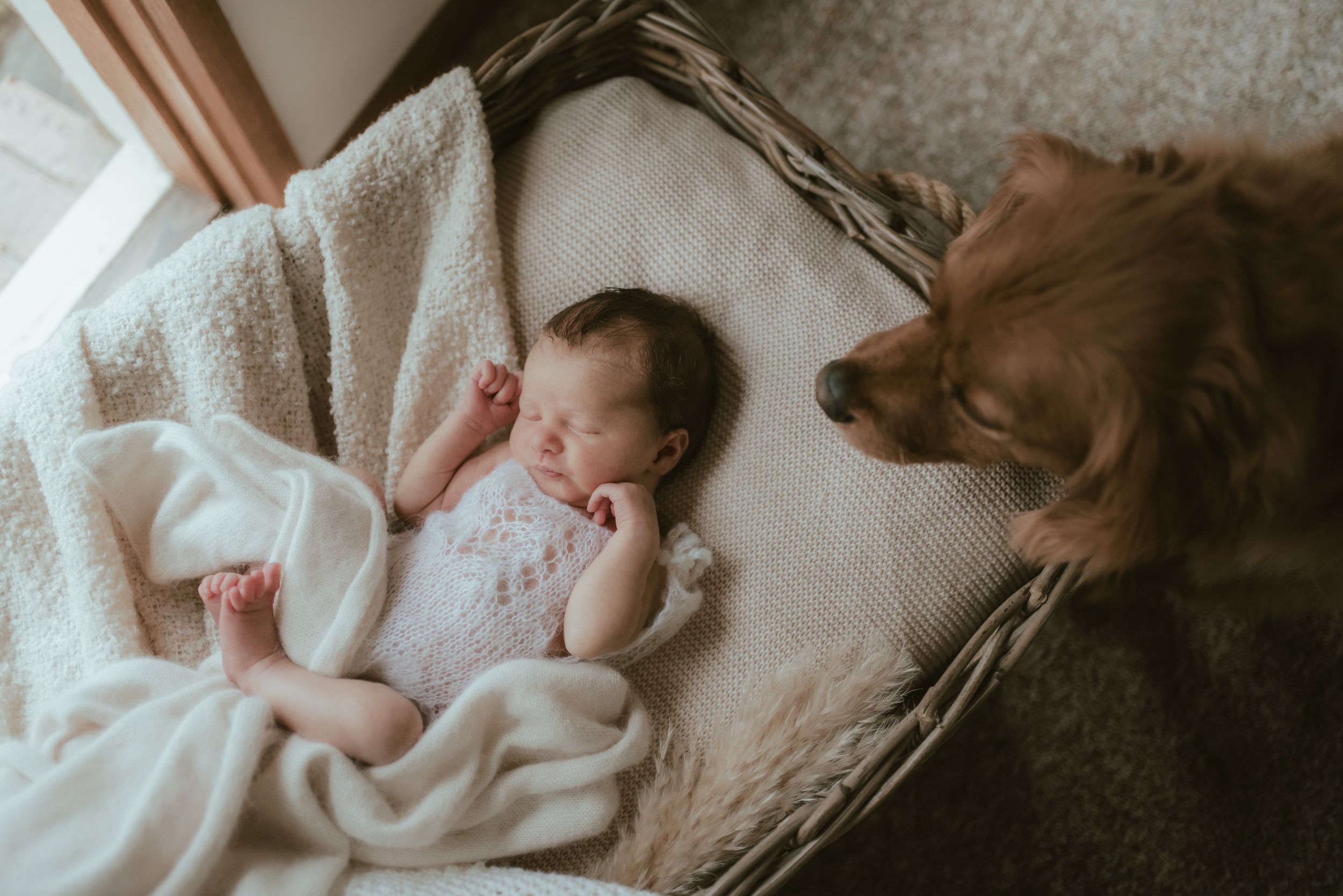 A sleeping baby in a white blanket rests on a couch next to a golden retriever dog.