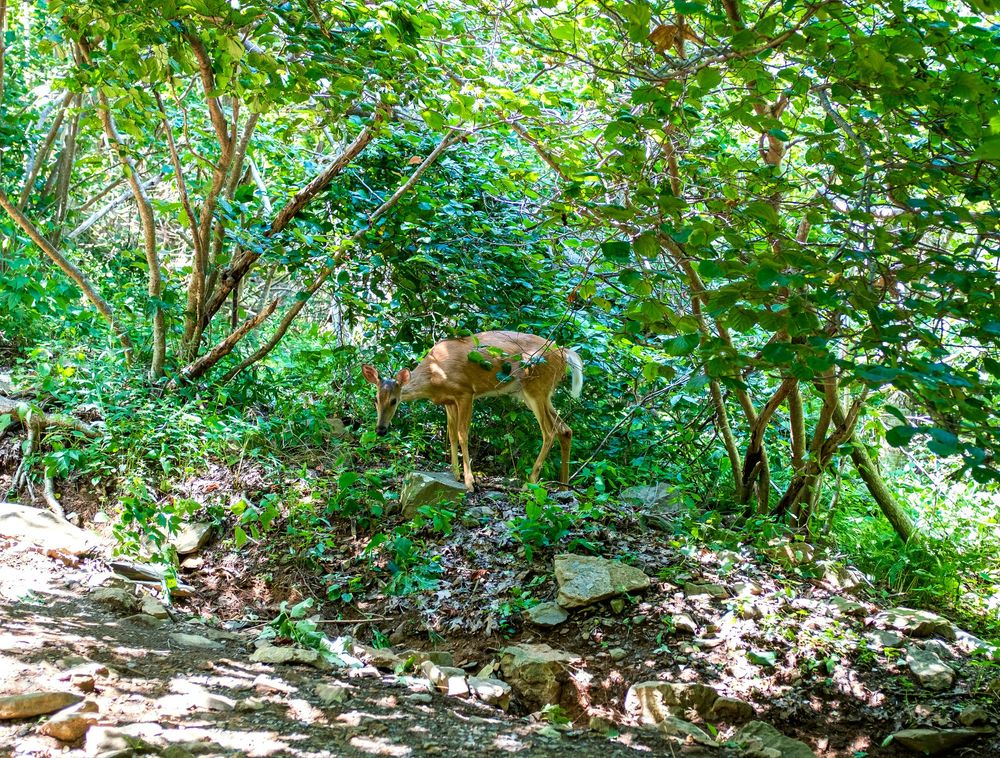 Deer along hike in Shenandoah National Park