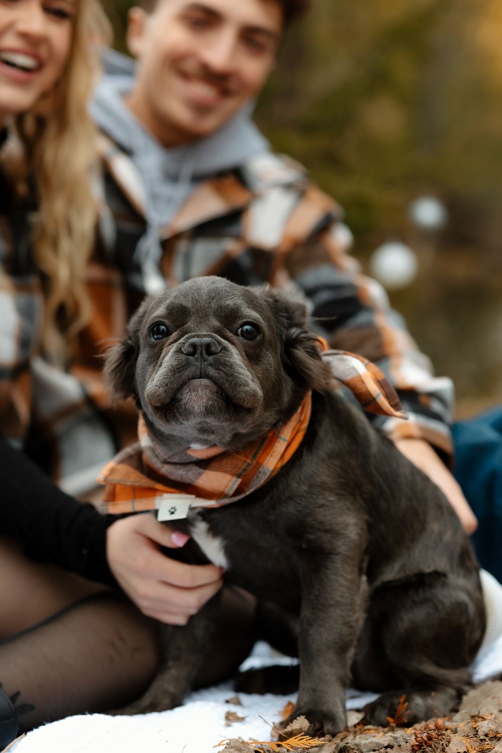 Close-up of gray French Bulldog wearing orange plaid bandana while sitting with owners.