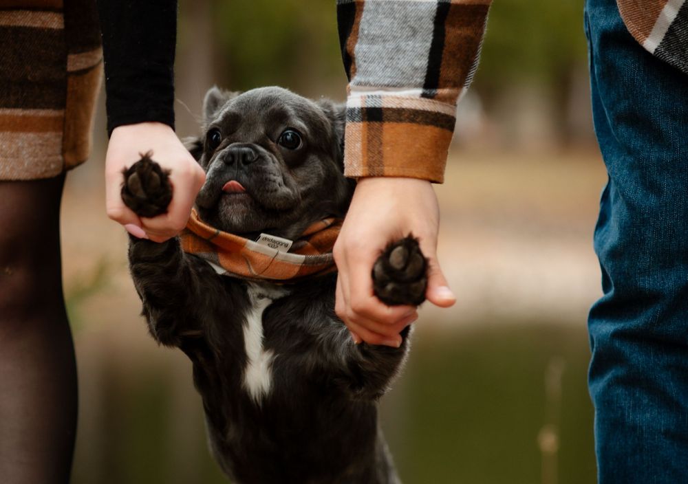 Black French Bulldog with white chest being held up by hands wearing plaid and denim.