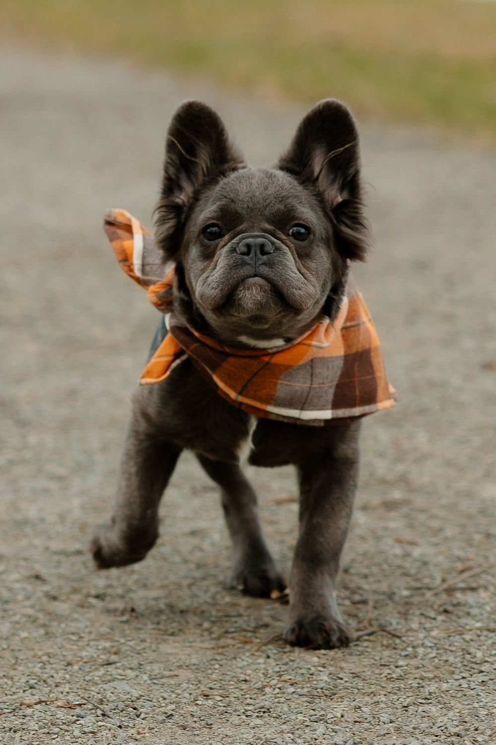 Black French Bulldog wearing an orange plaid bandana stands on a gravel path.