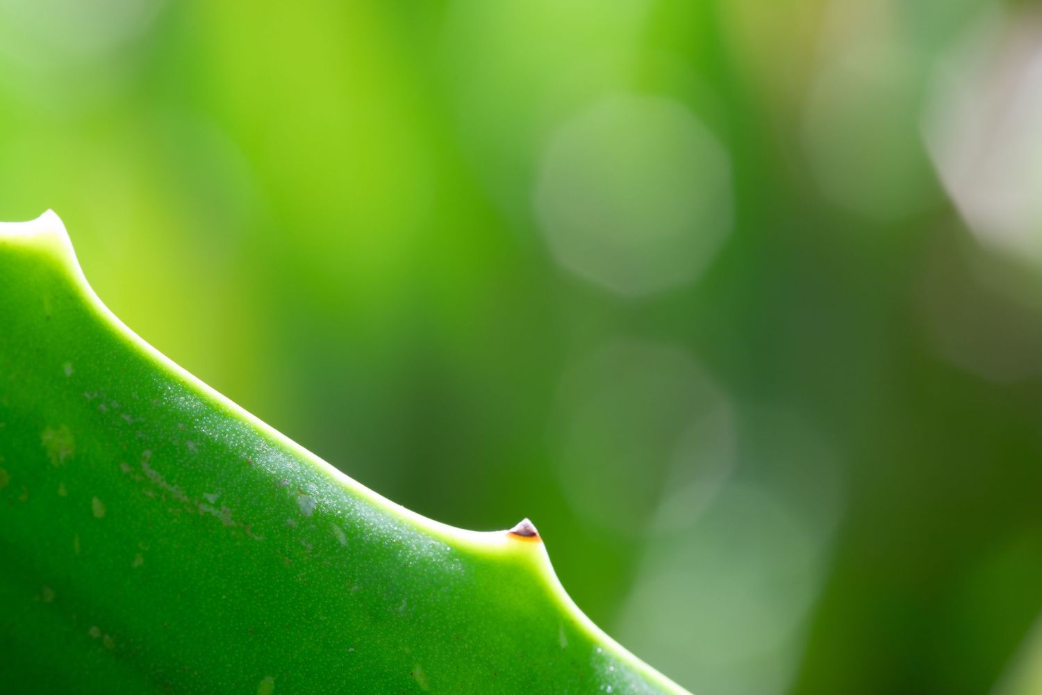 Macro shot of a serrated green aloe vera leaf edge against blurred natural bokeh background.