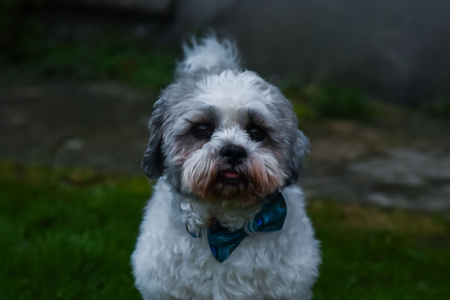 Small white fluffy dog wearing a blue bowtie looking at camera in garden setting.