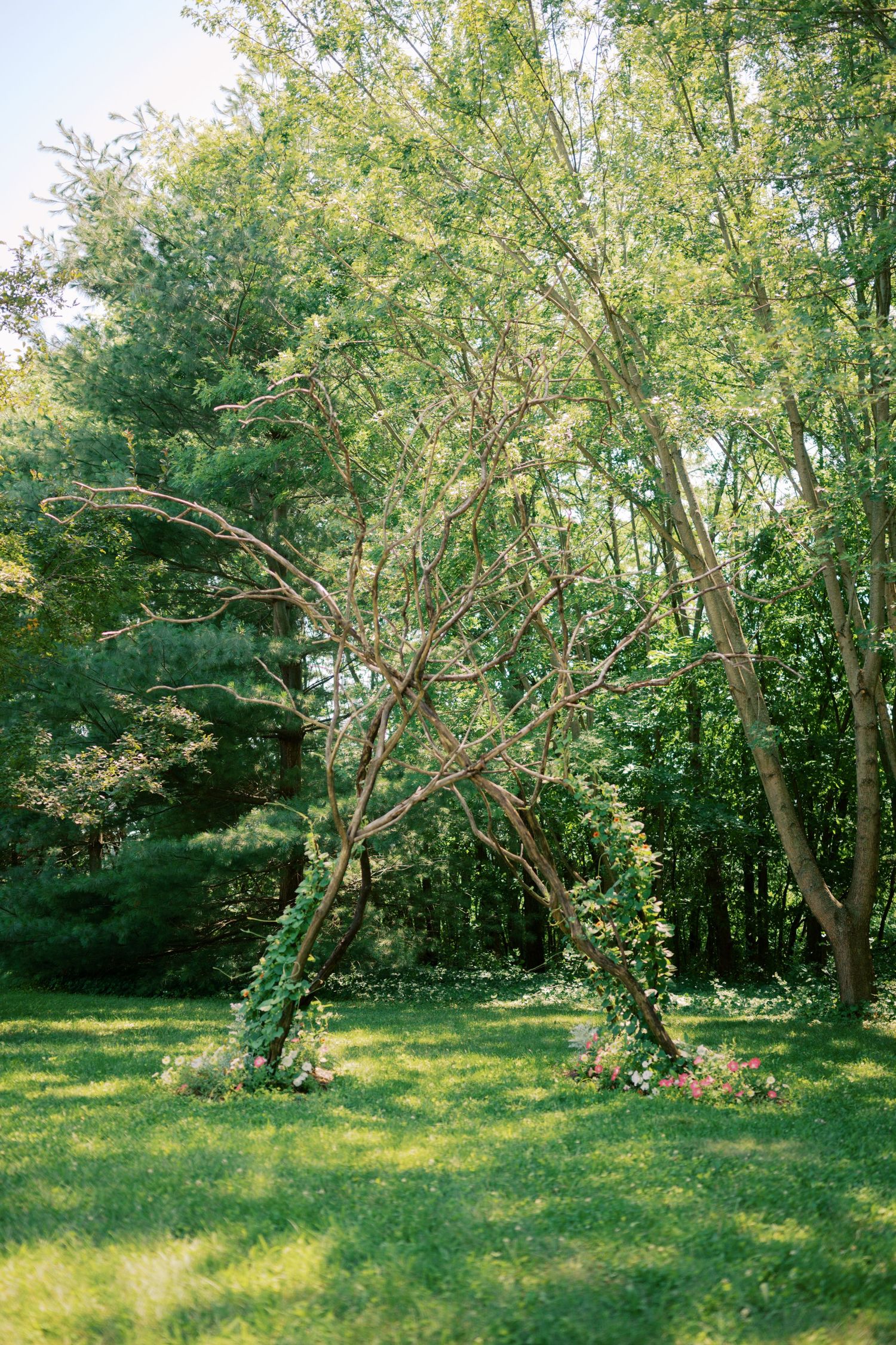 A natural archway formed by curved tree branches over a sunlit grassy lawn in a wooded garden setting.