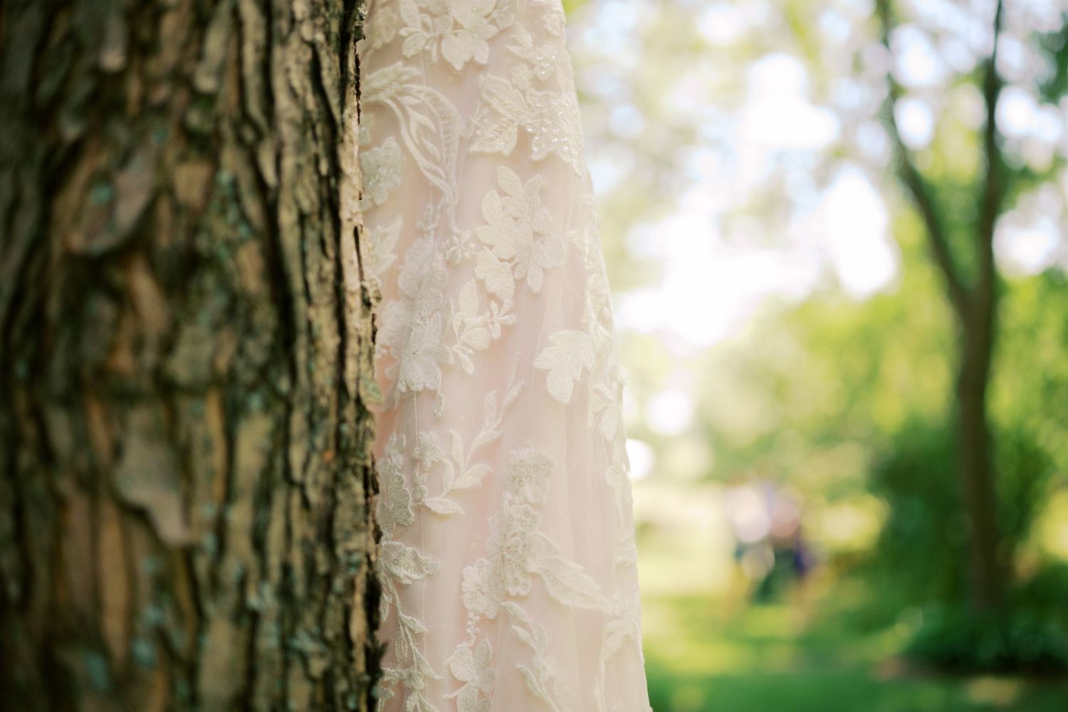 Close-up view of tree bark texture against a soft blurred green forest background in natural sunlight.