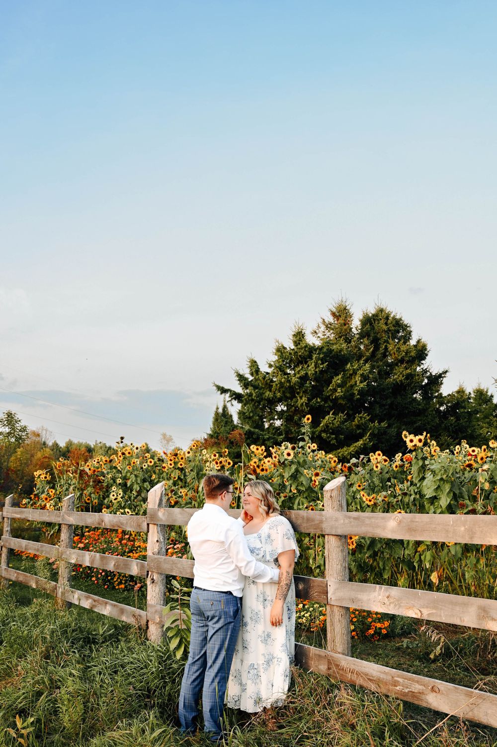 Scenic view of a sunflower field with wooden fence during sunset in summer.