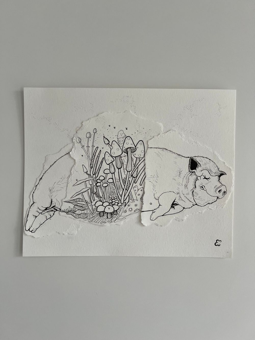 Line drawing of a dead pig with fungi growing from its middle.