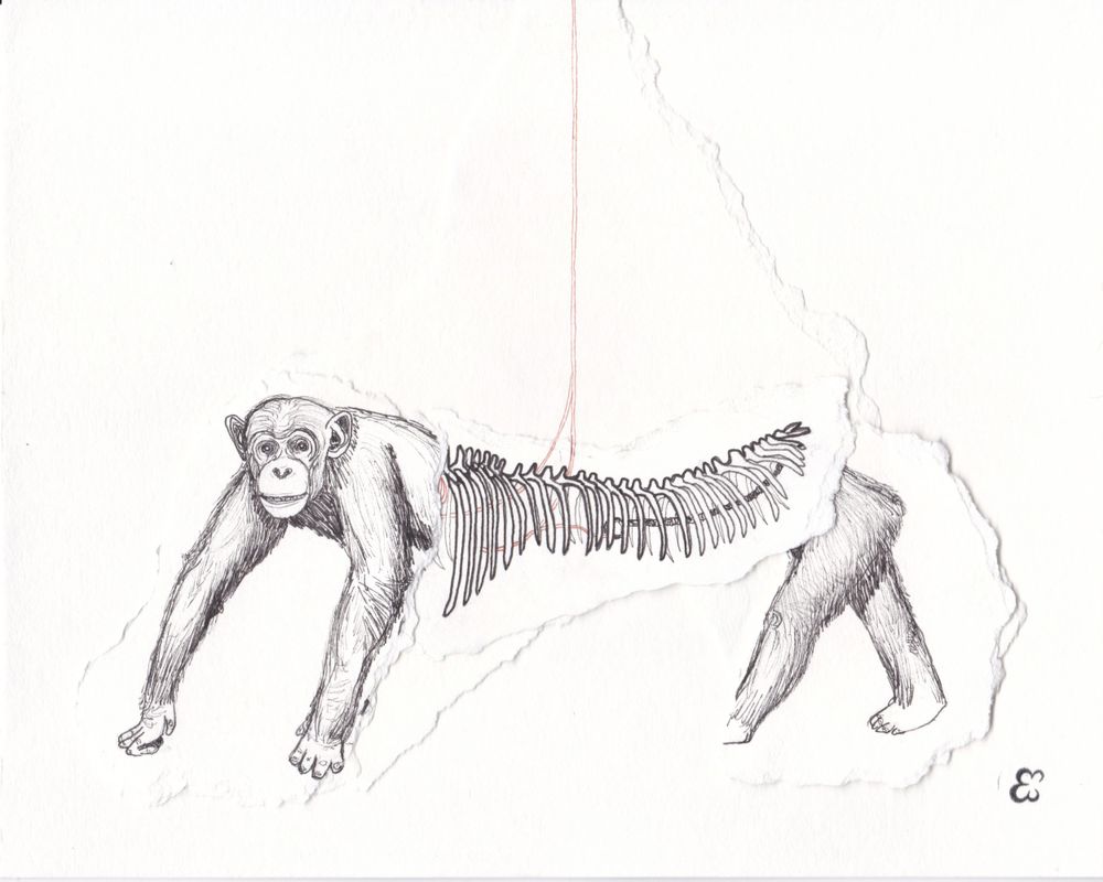 Pencil sketch of a whimsical elongated animal with stretched out spine and limbs connecting its front and back.