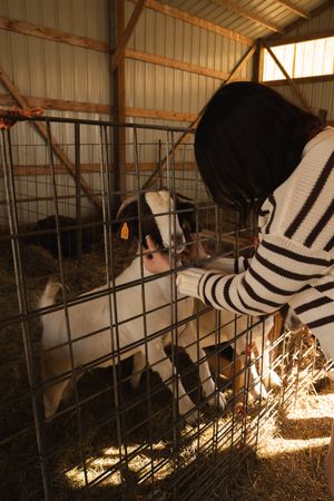 Young woman in striped sweater petting a goat through a metal fence in a rustic barn.