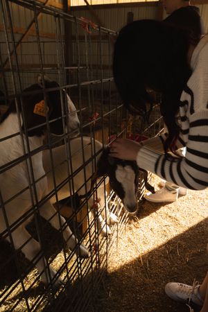 Person in striped shirt feeding goats through metal cage bars in a sunny barn with hay on the floor.