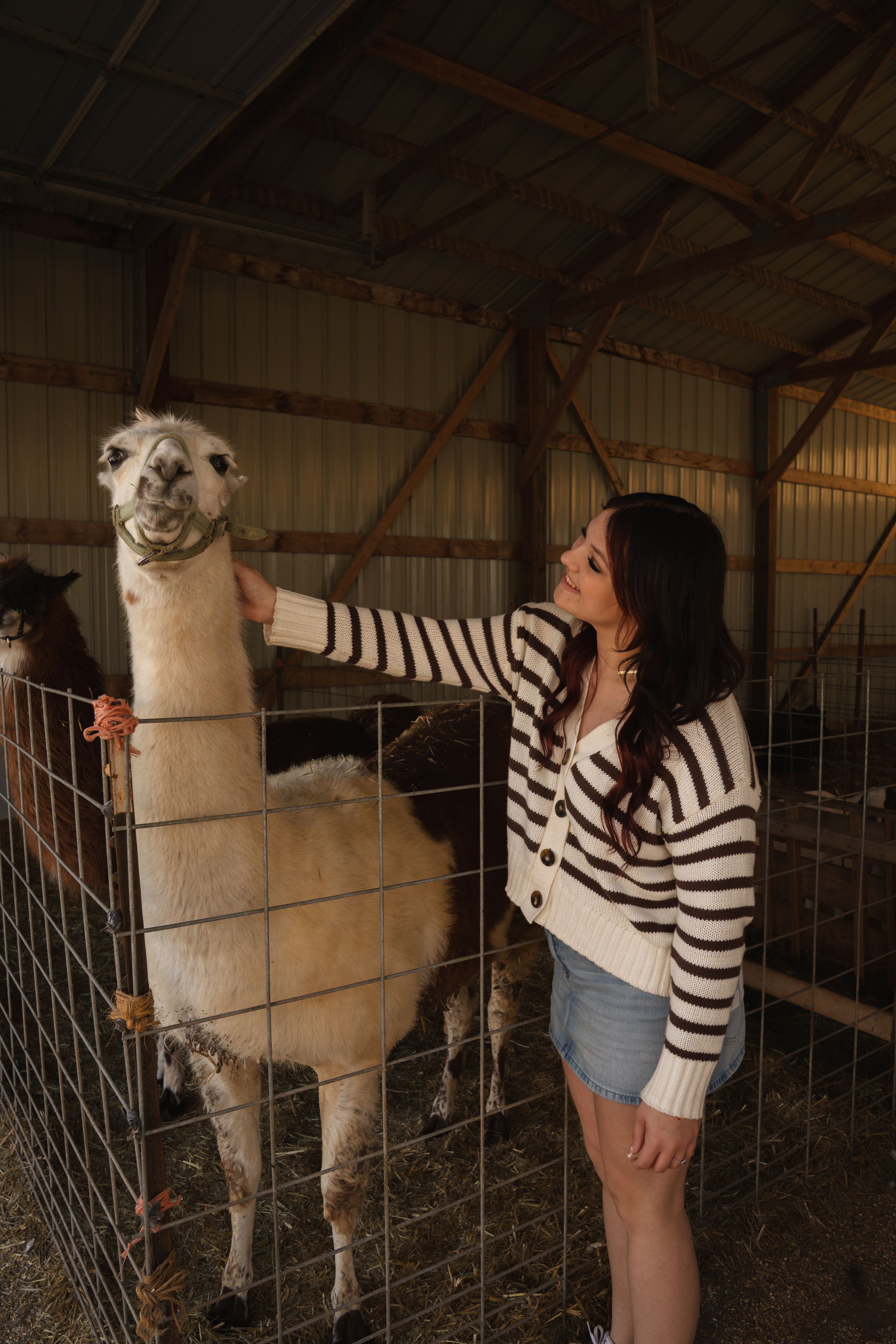 A young woman in a striped cardigan and denim skirt petting a white llama through a fence in a rustic barn.
