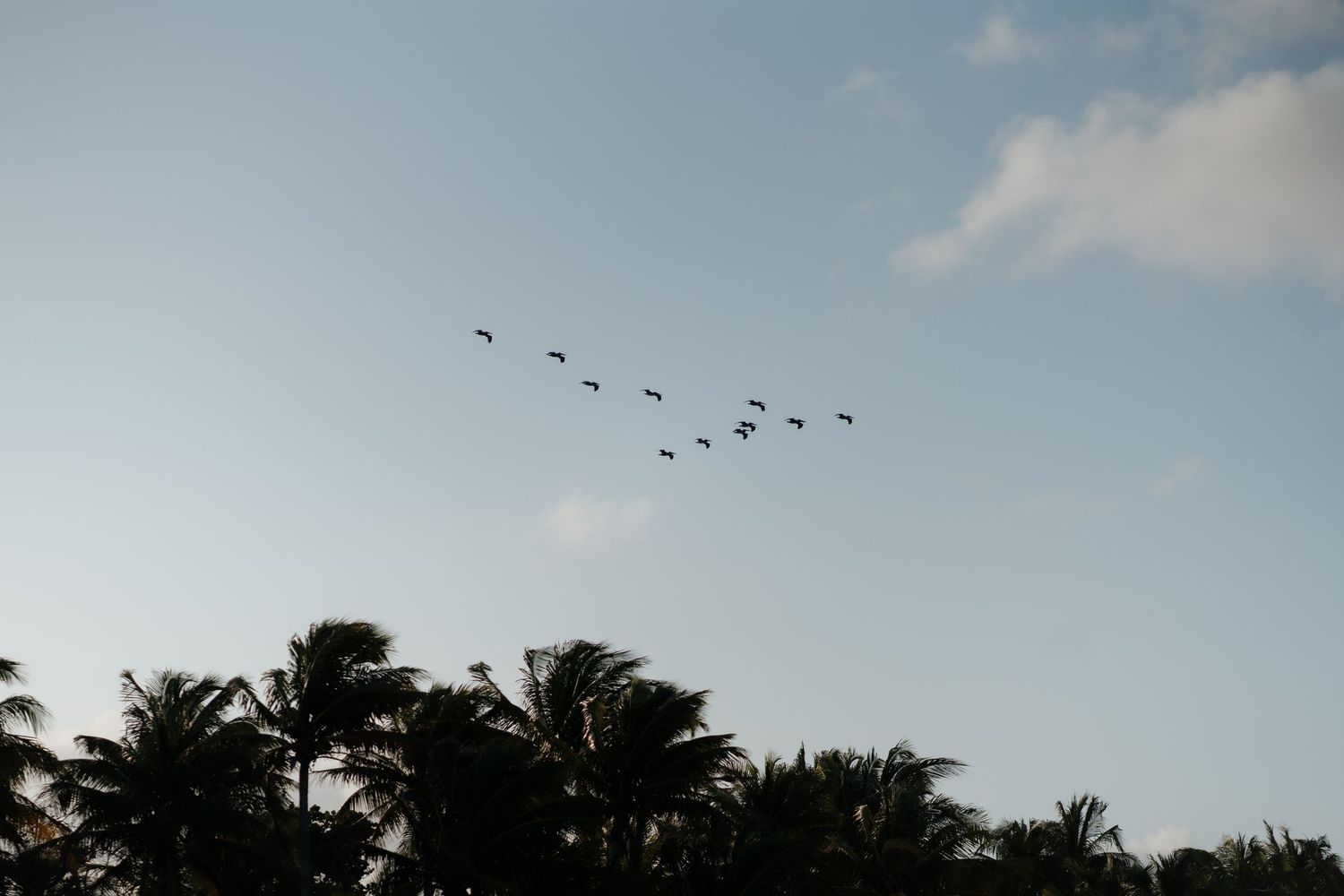 Sunset at a Riviera Maya wedding venue with palm trees and pelicans flying over the Caribbean coast.