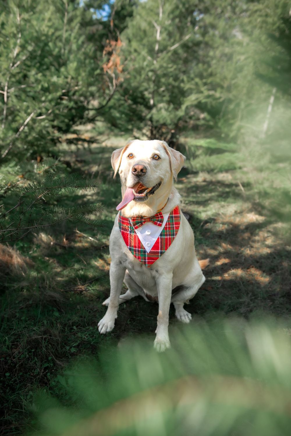 A happy yellow Labrador wearing a red plaid bandana with bow tie sits among green pine trees.