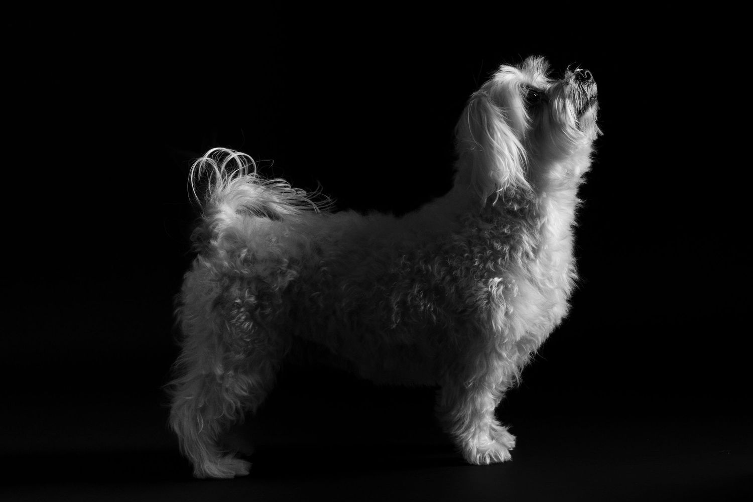 Black and white studio portrait of a fluffy white Maltese dog standing in profile against a dark background.