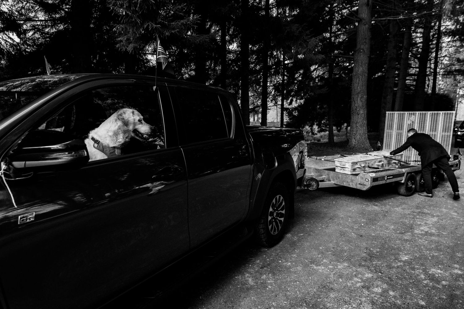 Black and white photo of a white dog in a pickup truck while a person loads a trailer in a forested area.