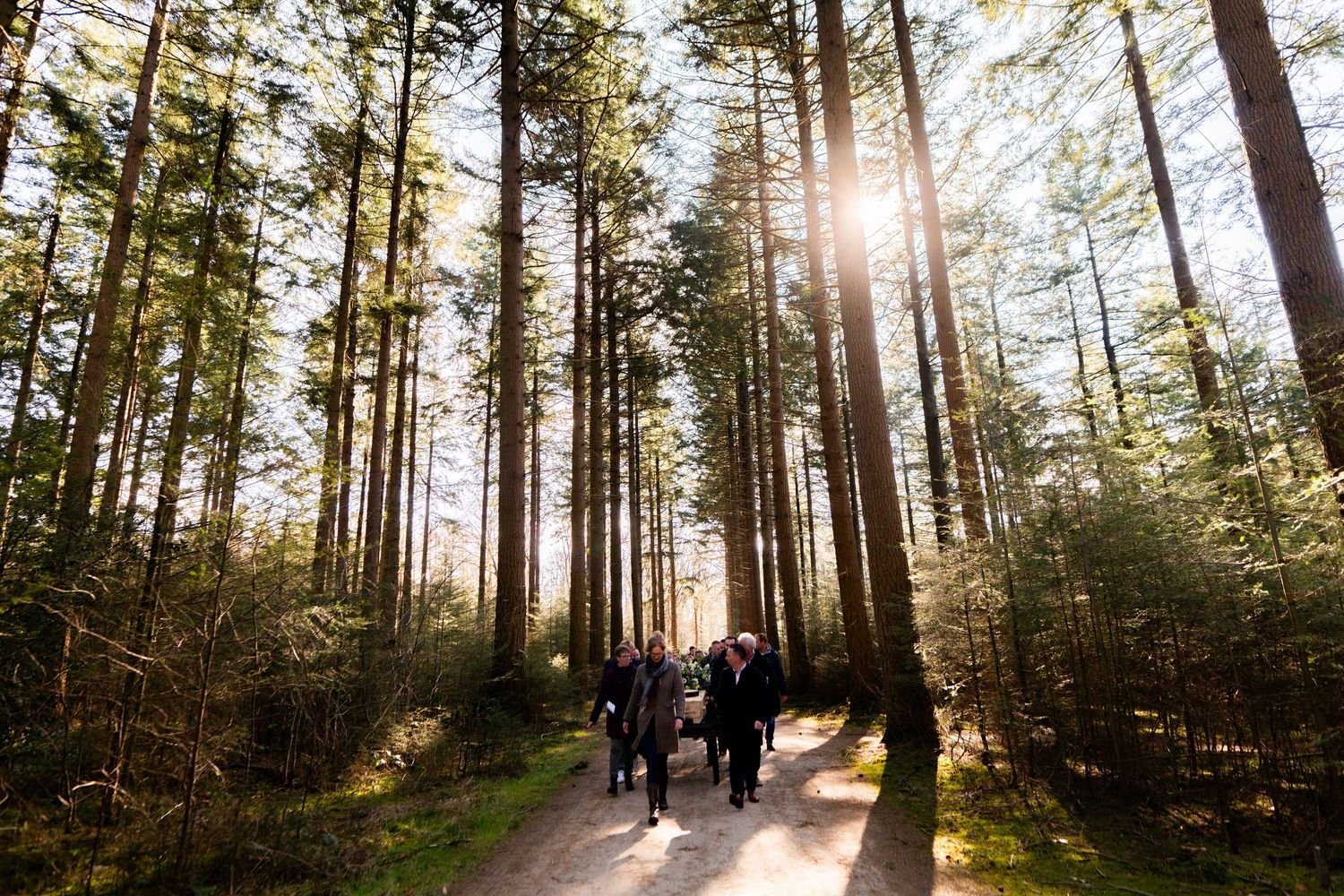 People walking on a sunlit forest path surrounded by tall pine trees with golden light filtering through the canopy.