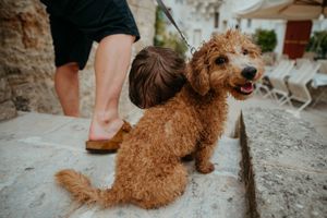A fluffy golden doodle dog on a leash sits on stone steps next to a person wearing sandals.