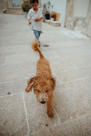 Curly golden doodle dog walking on stone pavement with young boy running behind outdoors.
