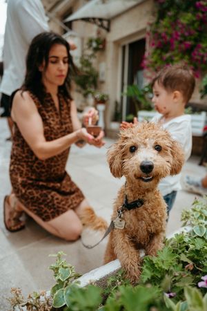 A golden doodle dog on a leash in a garden patio while a woman in leopard dress and toddler play nearby.