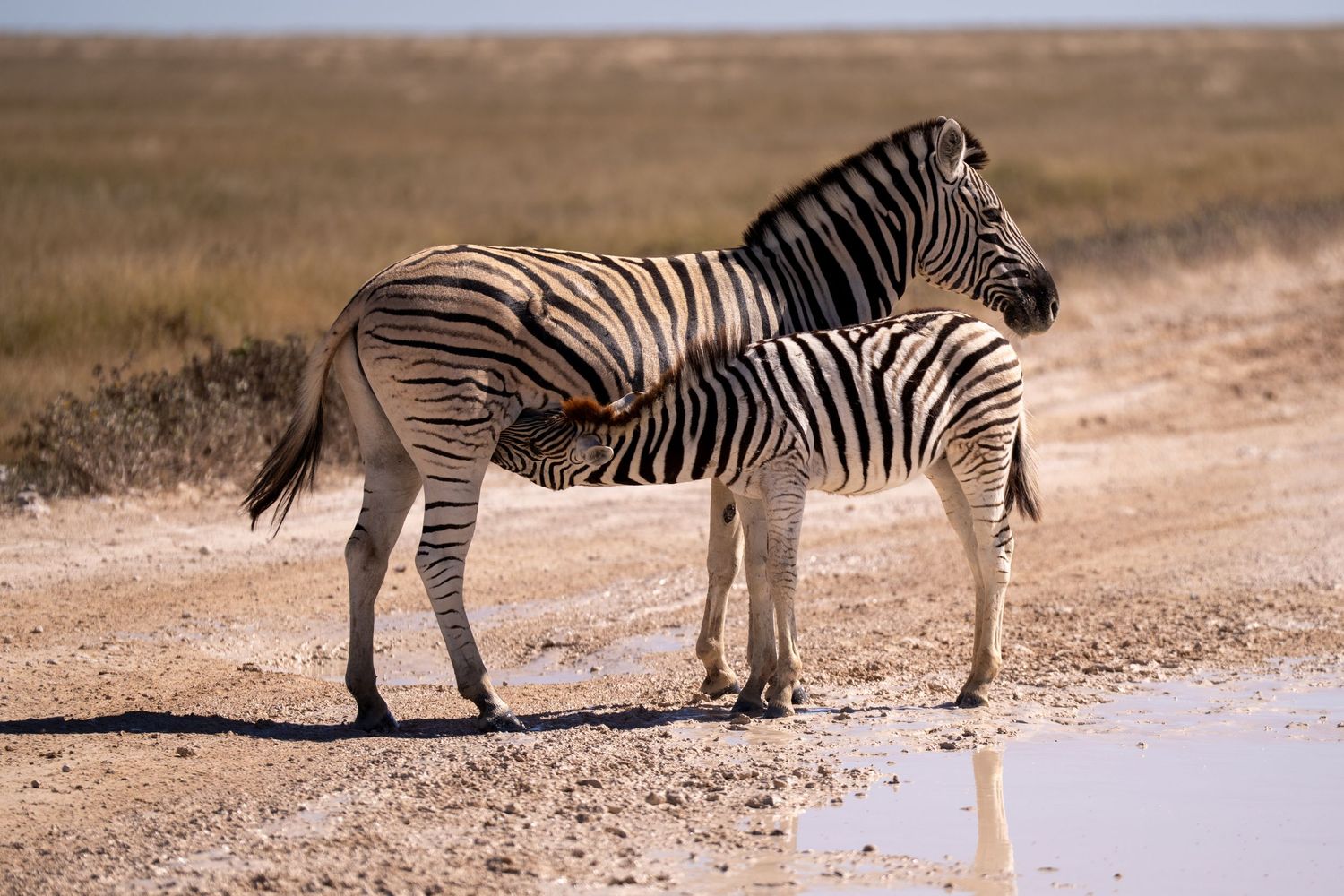 A baby zebra nursing from its mother beside a muddy watering hole on an African savanna plain.