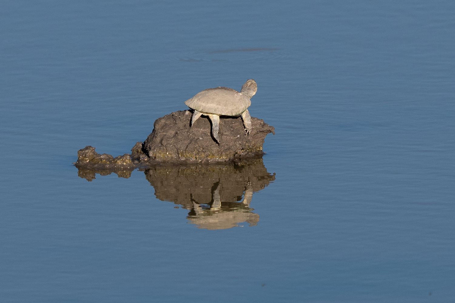 A turtle perched on a rocky outcrop in calm blue water, with its perfect reflection visible on the still surface below.