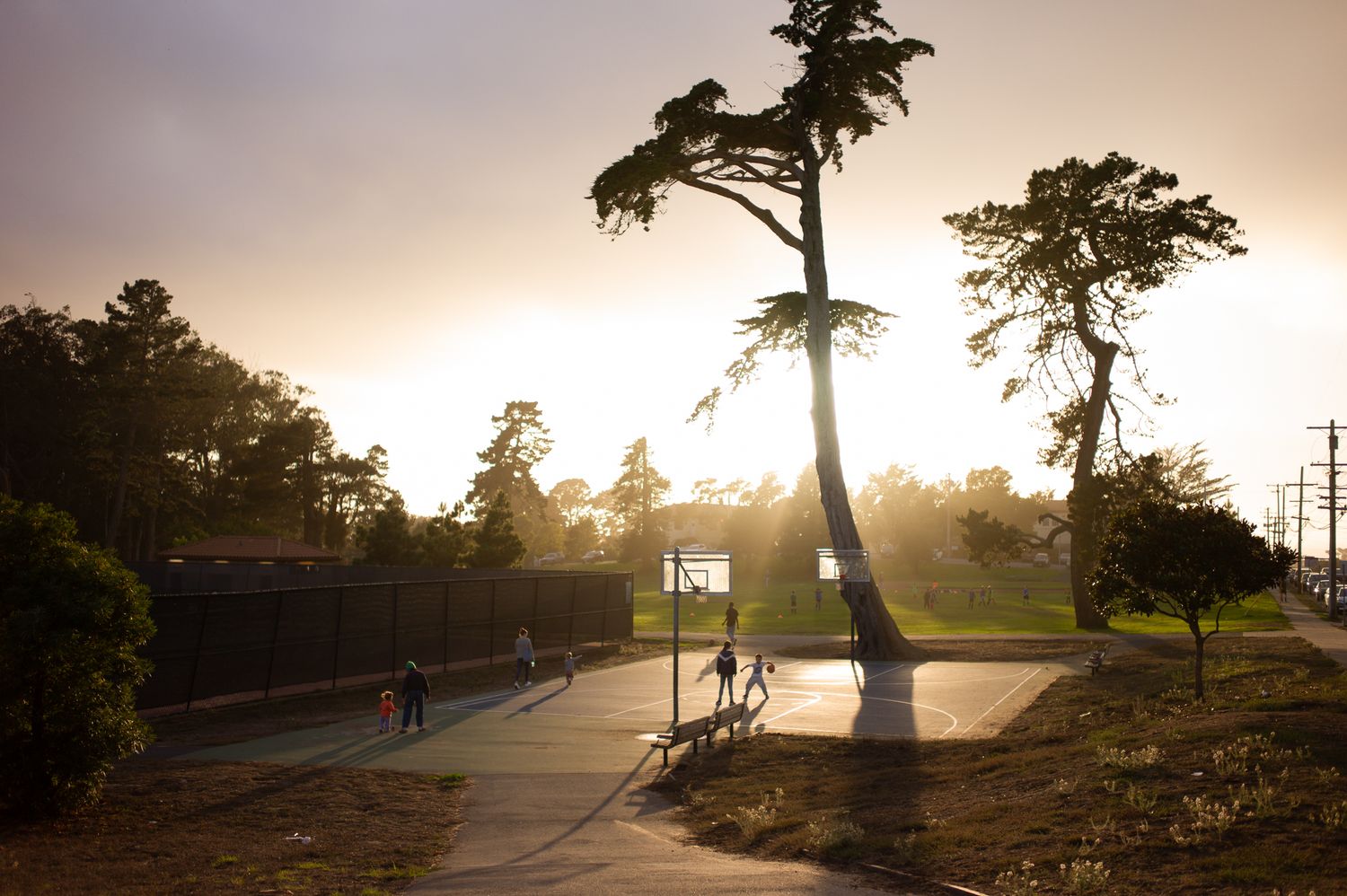 Misty San Francisco park at dusk with tall trees, green lawn, and residential buildings under overcast skies.