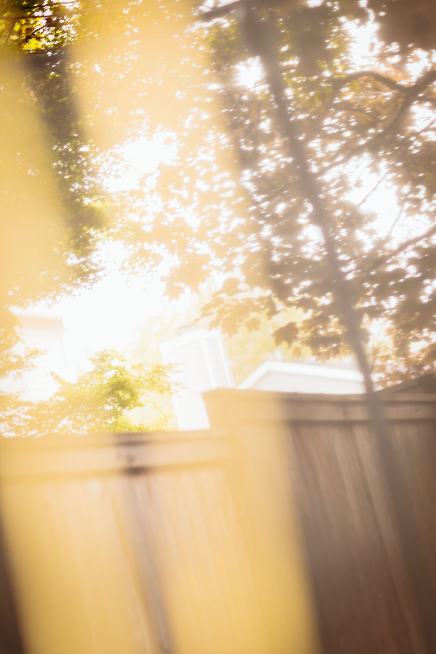Sunlit backyard with wooden fence and lush green trees bathed in warm golden light.