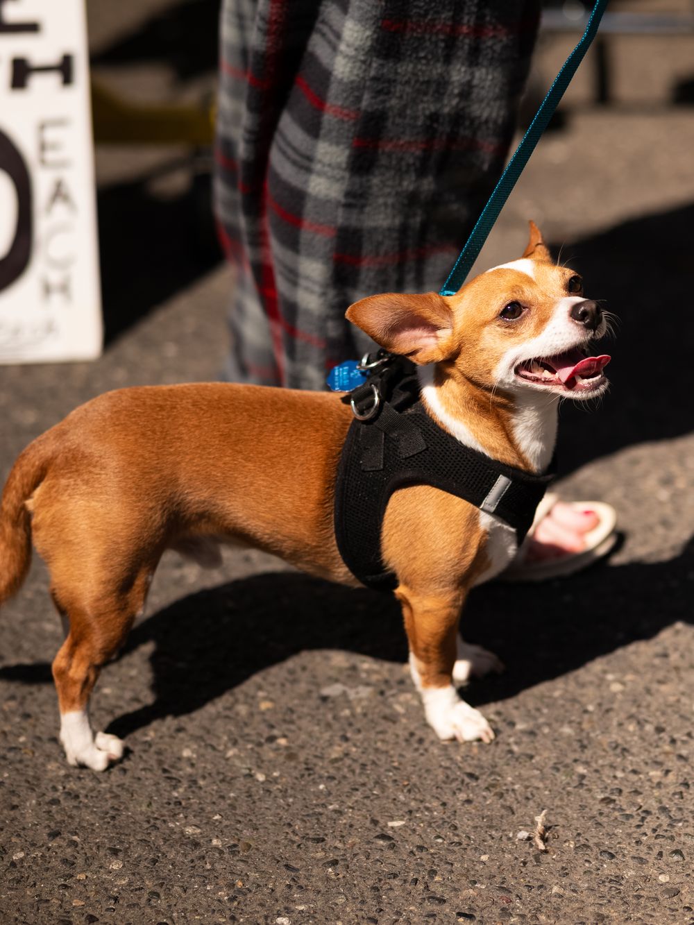 Happy Chihuahua mix dog in a harness standing in sunlight.