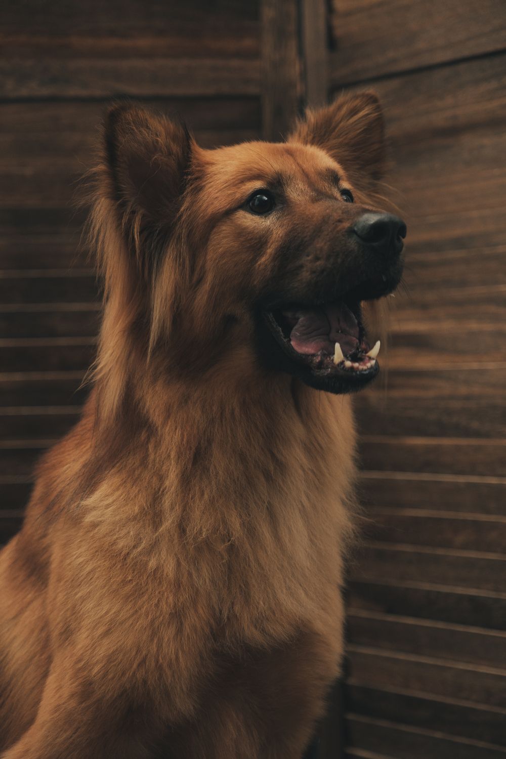 獨寵套餐
