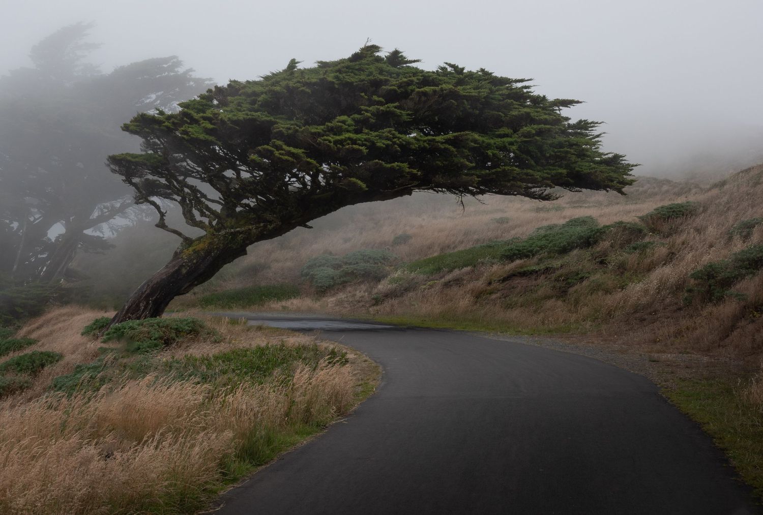 A windswept cypress tree leans over a foggy coastal road with brown grass on a misty California hillside.