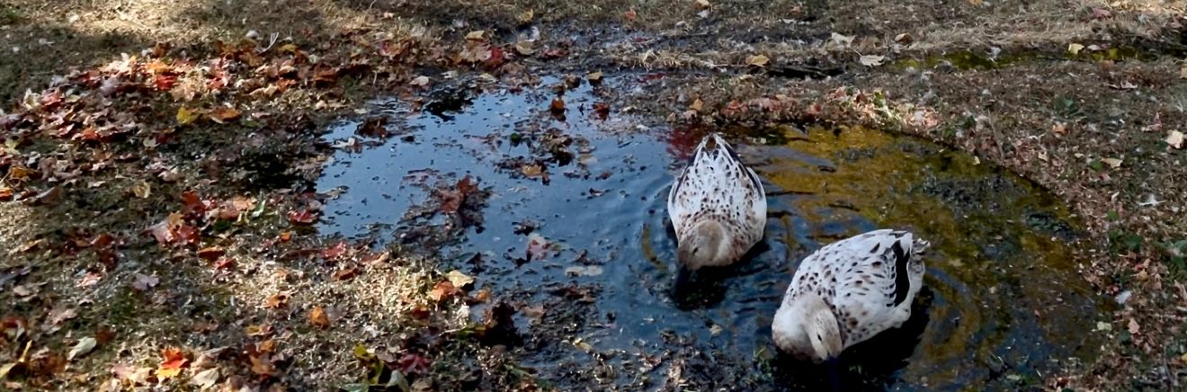 2 ducks swimming