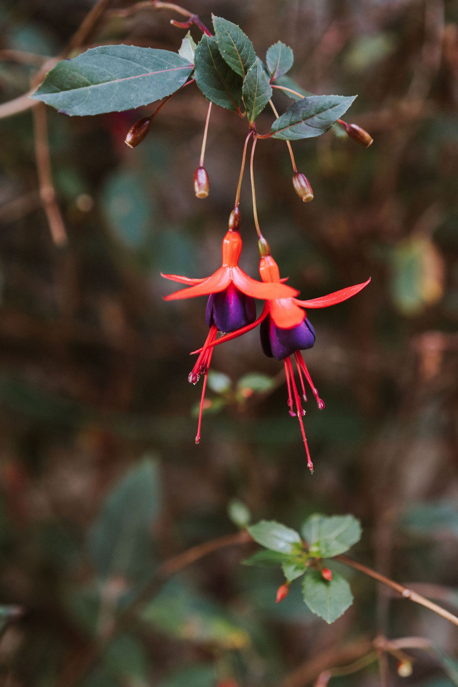 Delicate fuchsia flowers with vibrant red and purple petals hang gracefully from green stems in a garden setting.