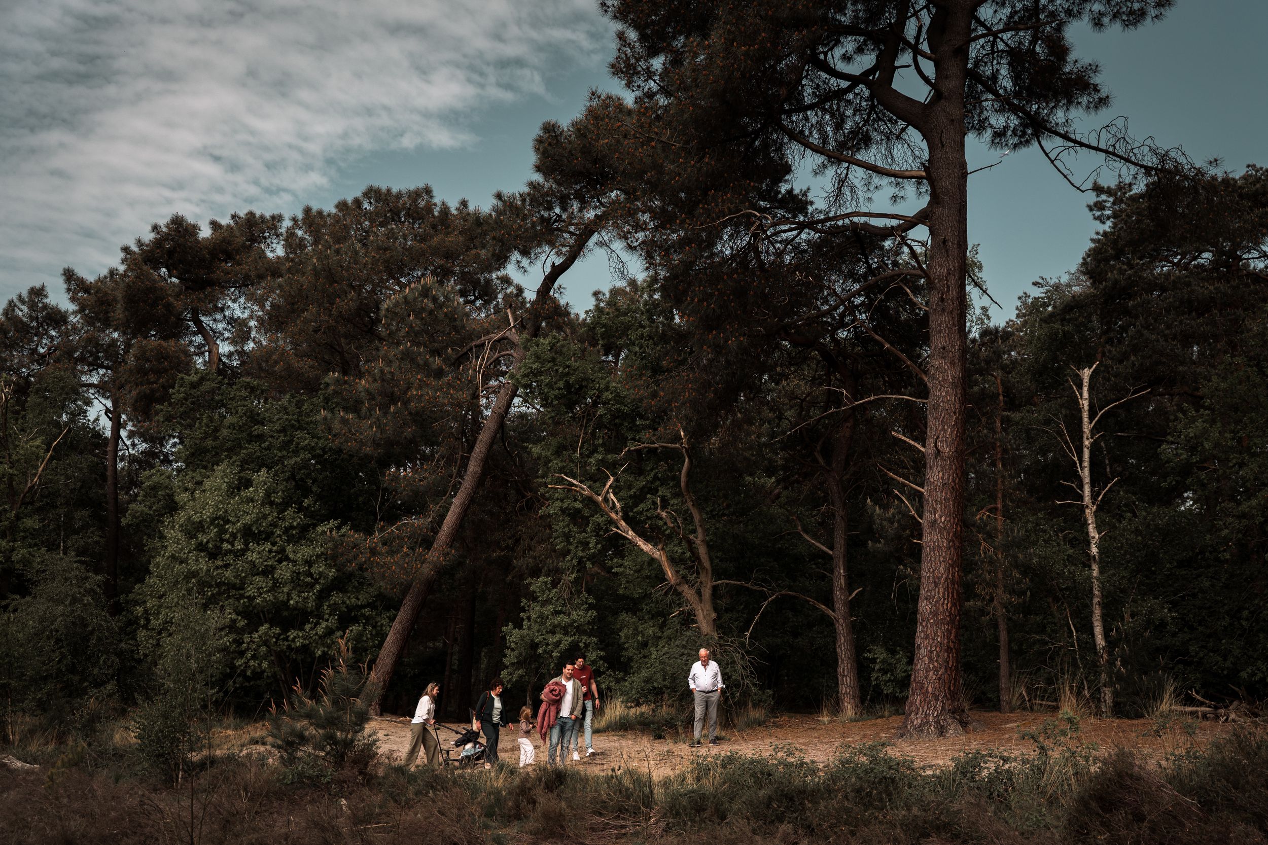 A scenic woodland path through tall pine trees with people walking in the distance under a moody sky.