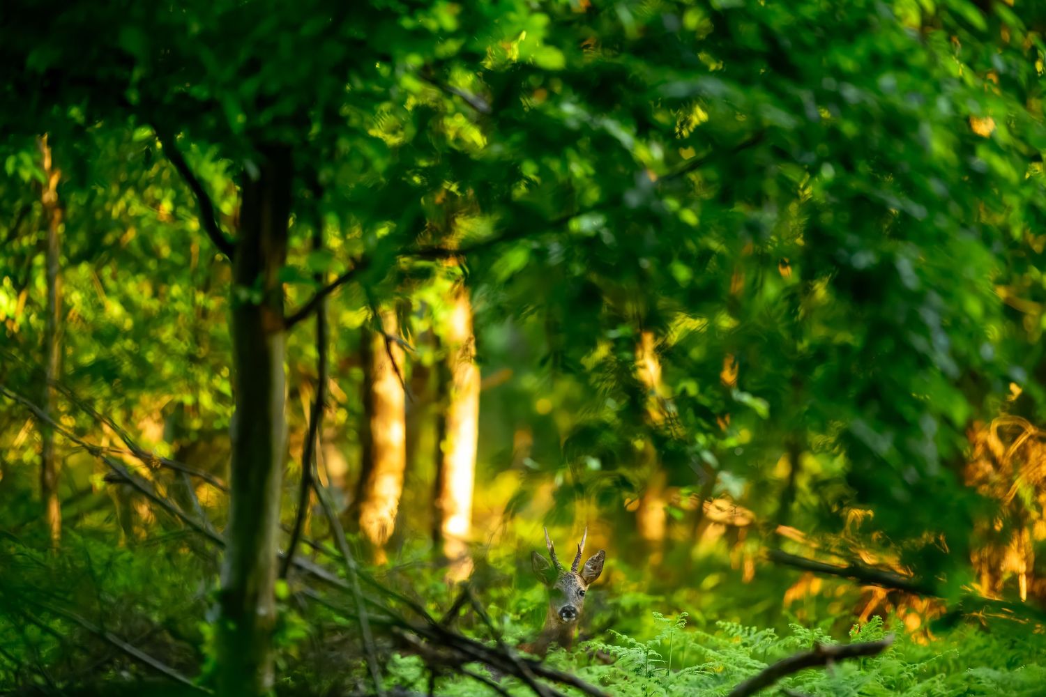 A deer peers through lush green ferns and trees in a sunlit forest.