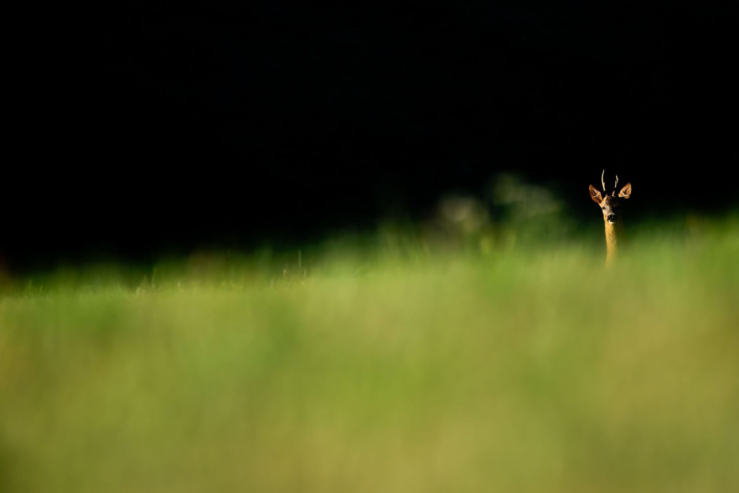A green grassy field with shallow depth of field creates a soft, blurred natural background in sunlight.