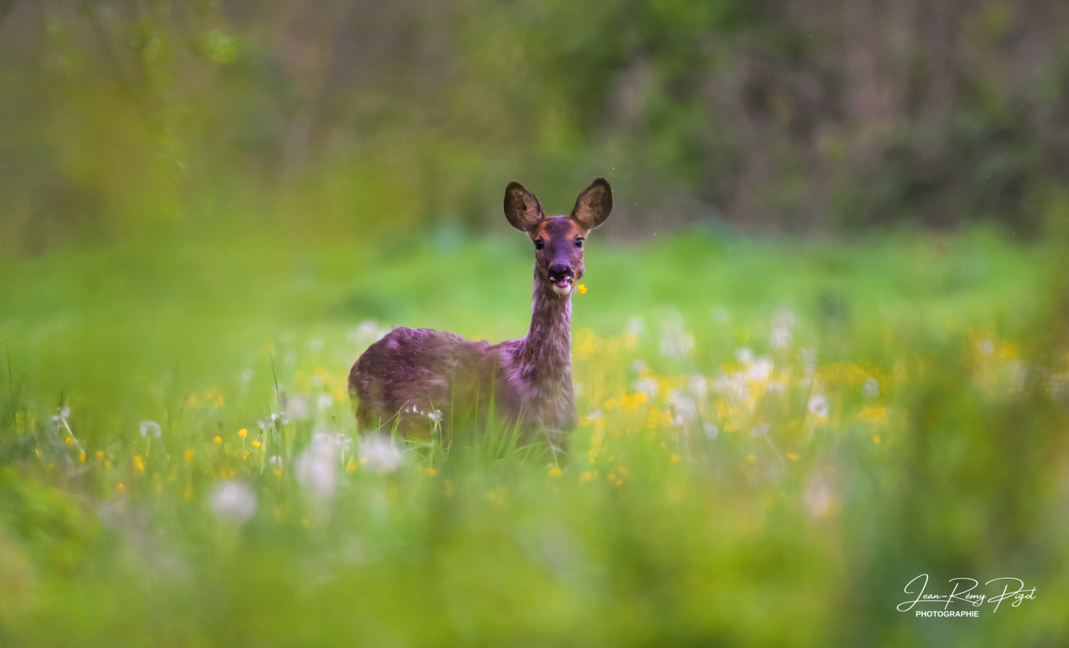 Young deer grazing in a vibrant green meadow dotted with colorful wildflowers during springtime.