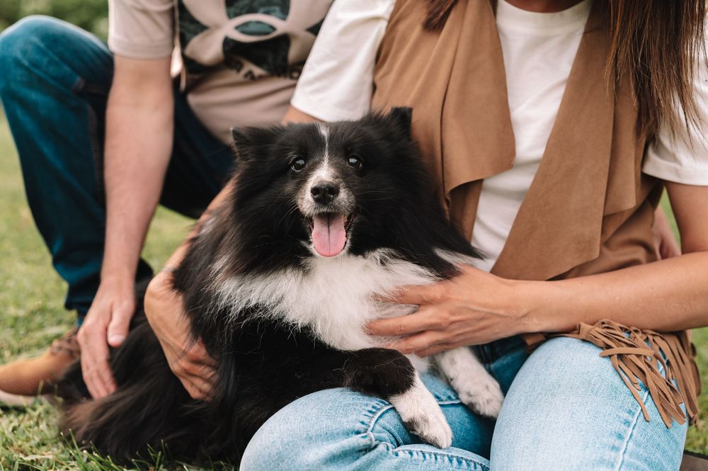 Happy black and white Border Collie dog sitting on grass while being petted, with its tongue sticking out.