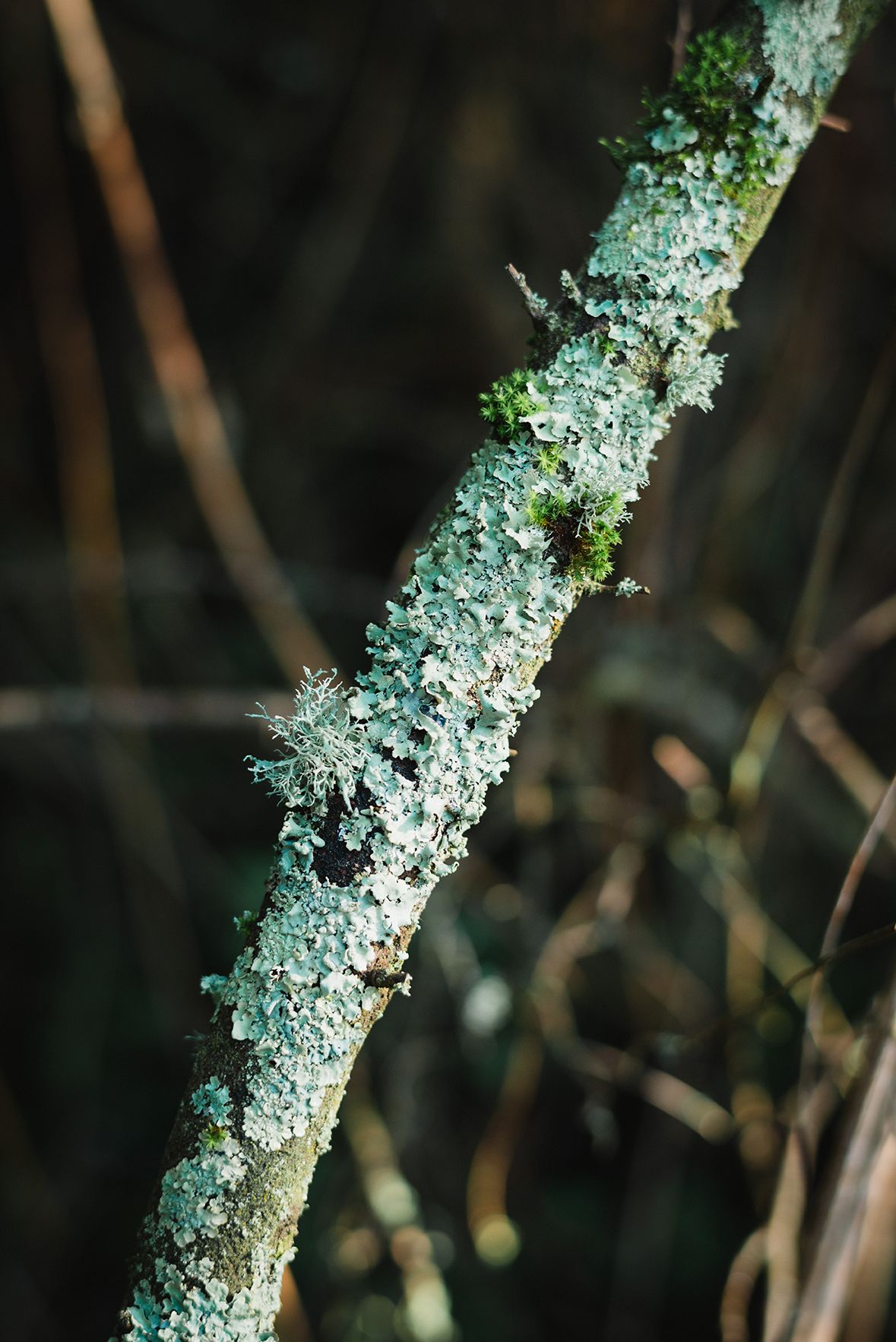 Close-up of a blackthorn tree branch covered in blue-green lichen and moss in a natural forest setting.