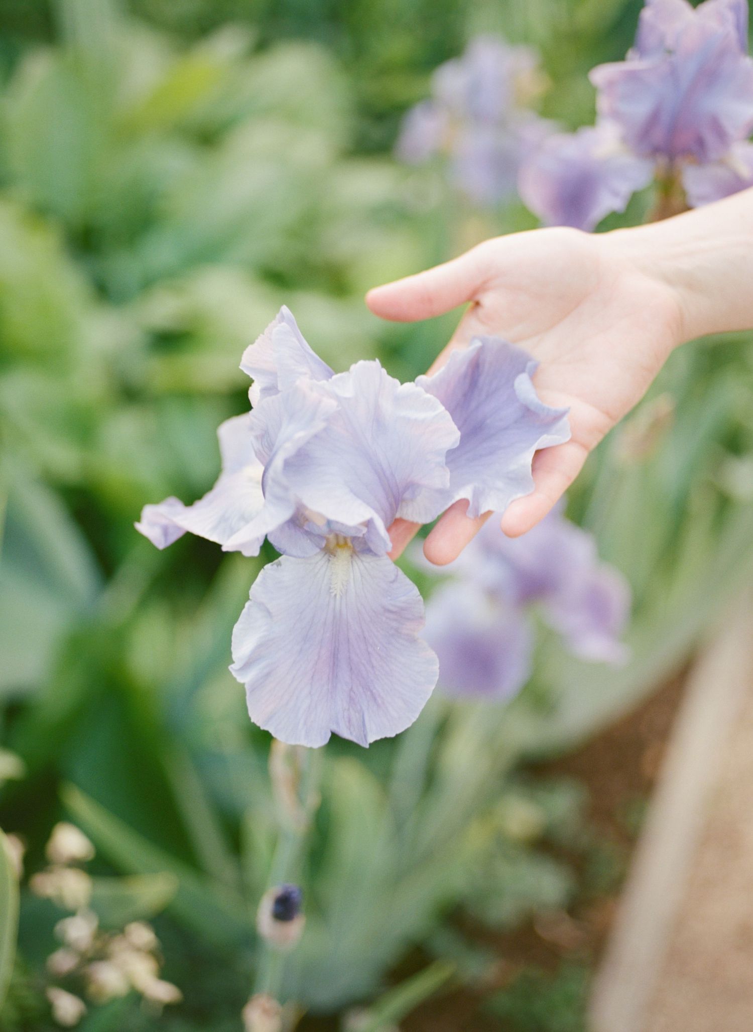 A delicate purple iris flower being gently touched by a hand against a soft, blurred garden background.