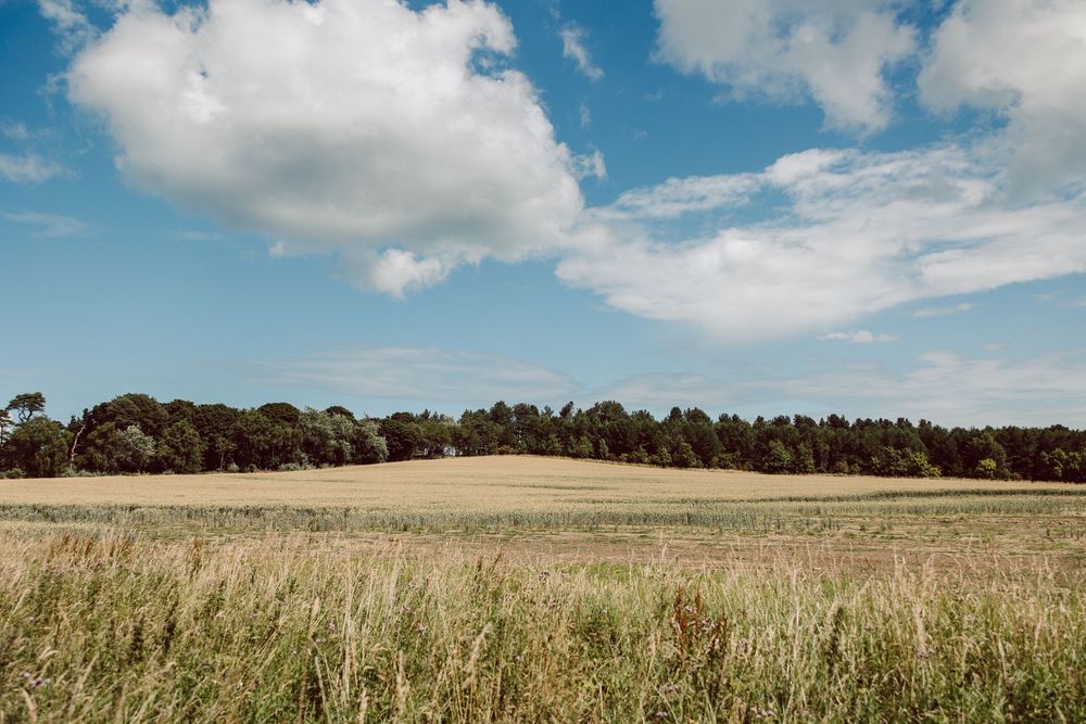 A serene rural landscape with golden grass field under puffy white clouds and blue sky.