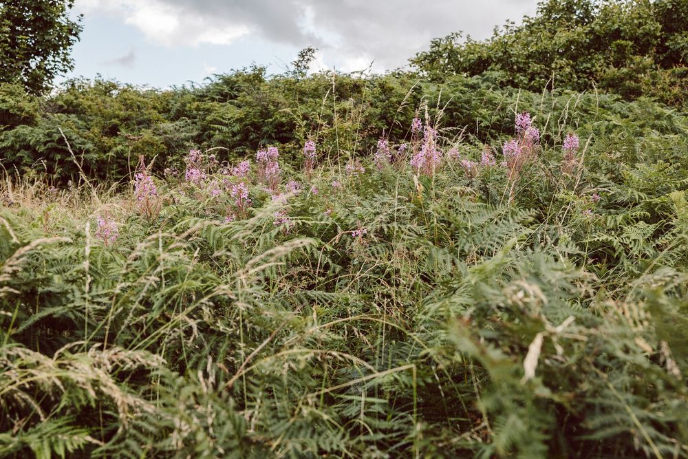 Scenic view of wildflowers and green vegetation growing on a hillside under a cloudy sky.