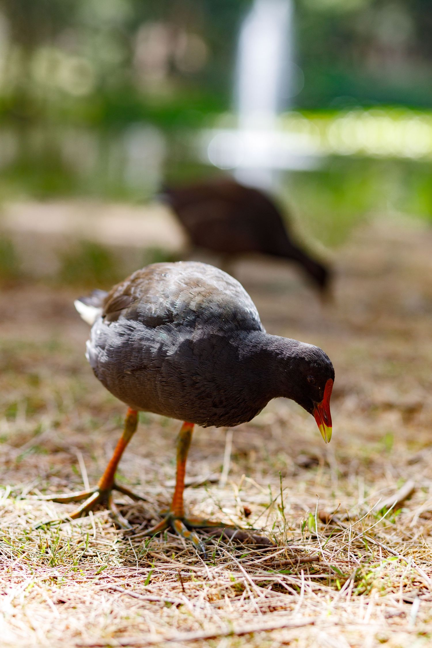 A dark-colored bird with orange legs forages on the ground, searching for food in dry grass and dirt.
