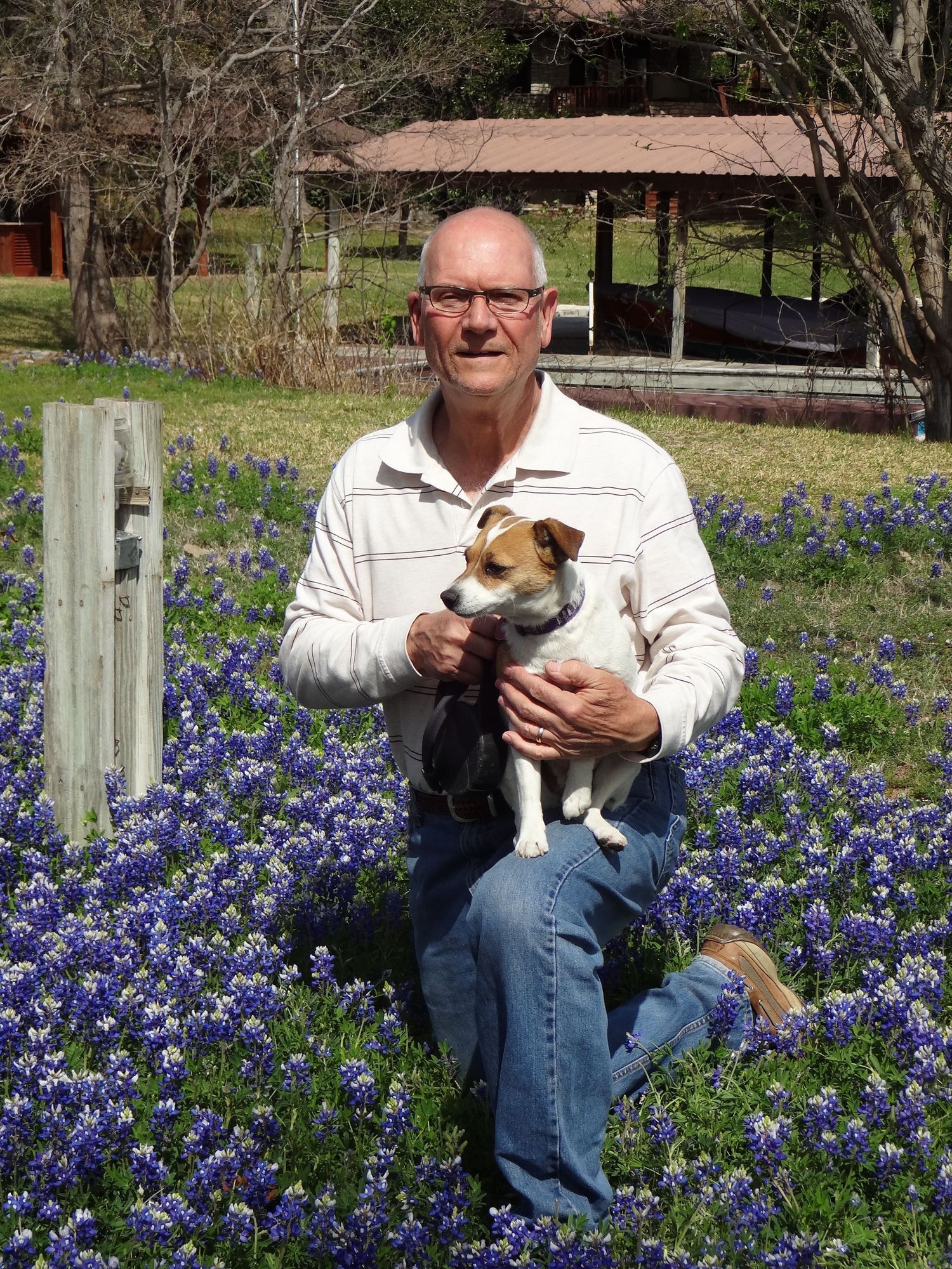 Someone sits with their small Jack Russell Terrier dog among blooming bluebonnets on a spring day in Texas.