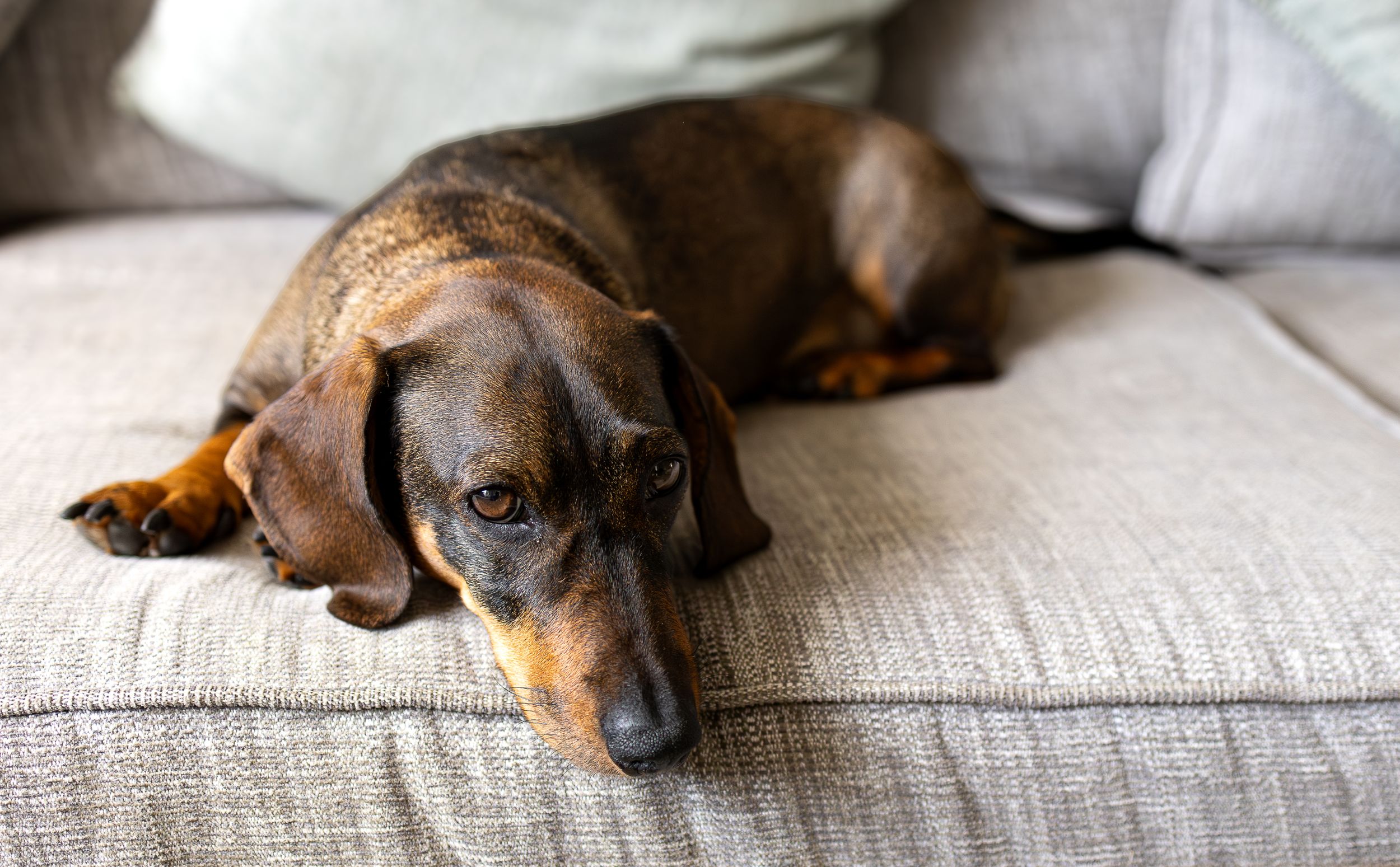 Dachshund dog resting peacefully on a light gray couch.