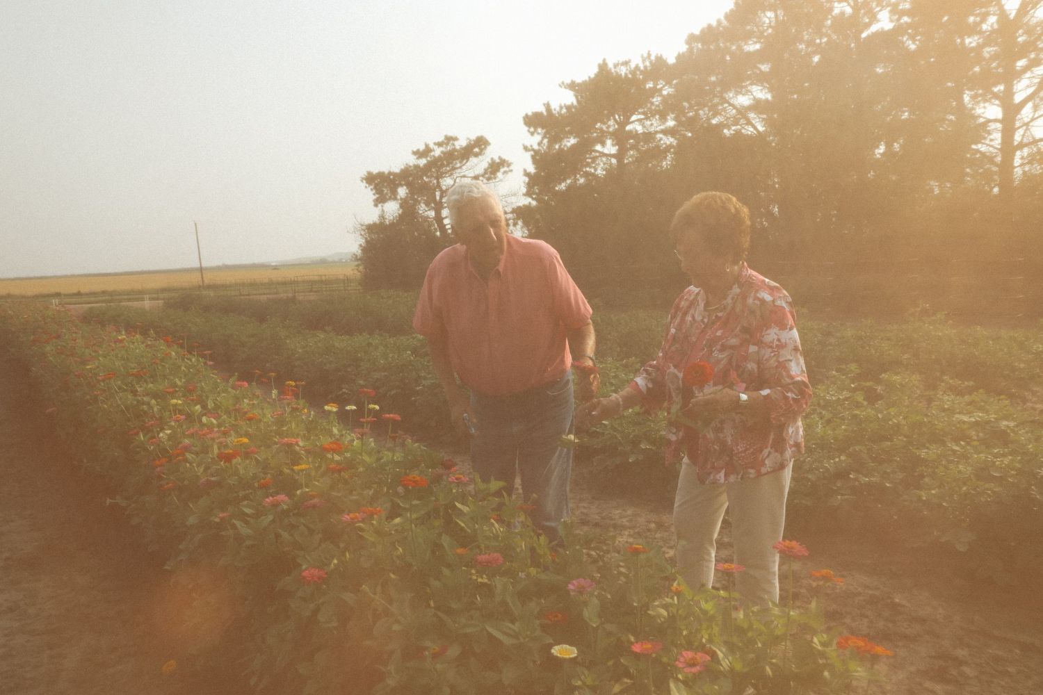 Group of people walking through a pumpkin patch at sunset with warm golden lighting.