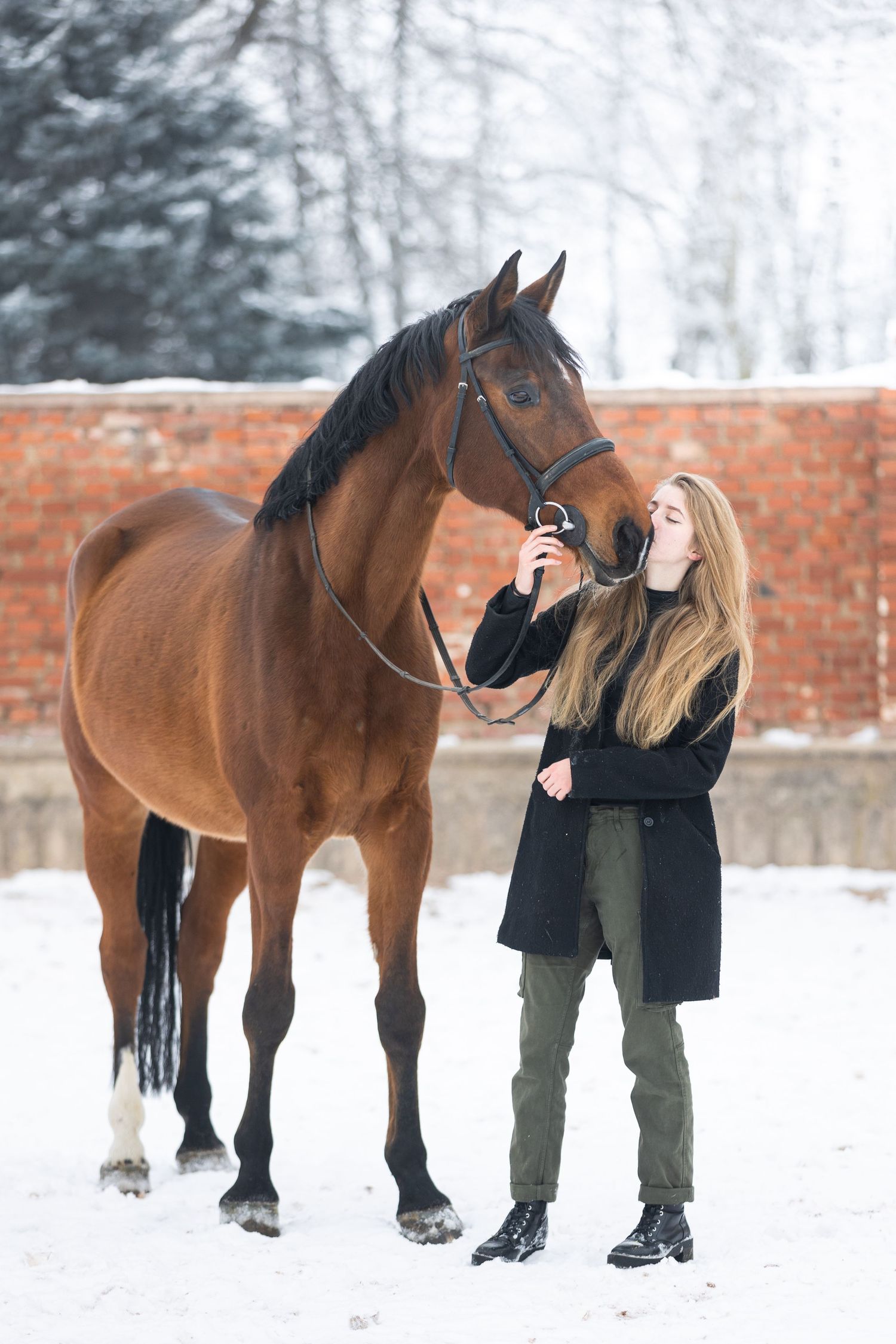 Bay horse with black mane stands in snowy winter setting.
