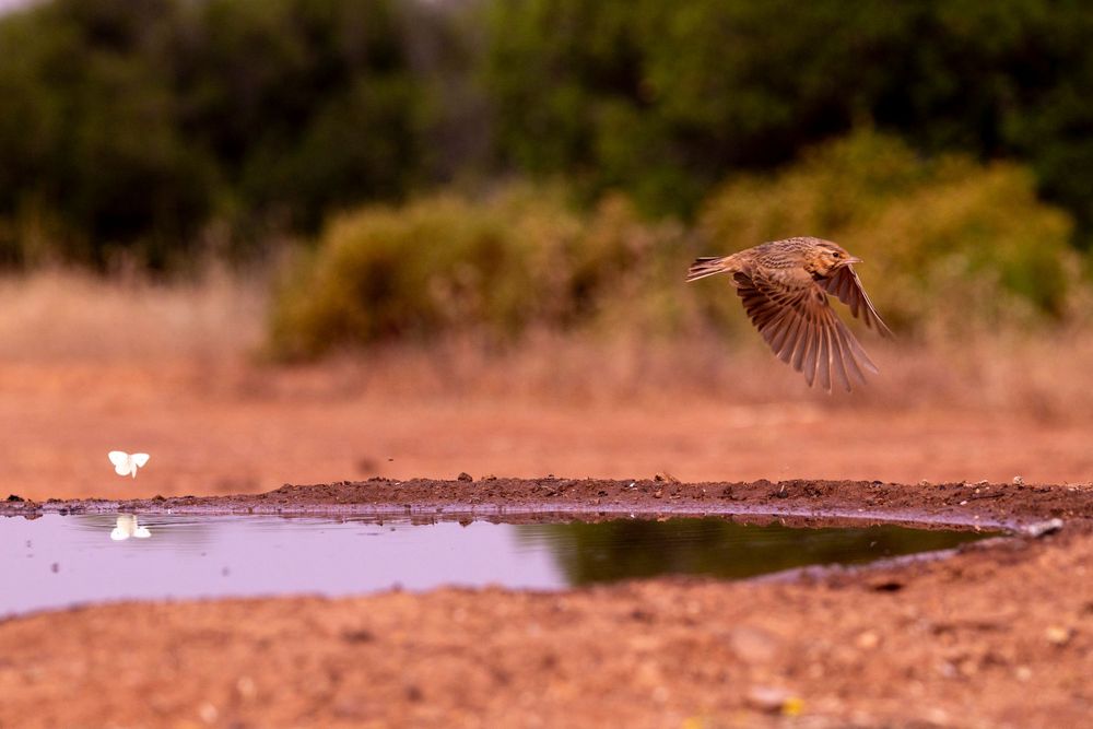 Elegante ave volando sobre un tranquilo abrevadero, dos delicadas mariposas revolotean cerca en un paisaje árido.