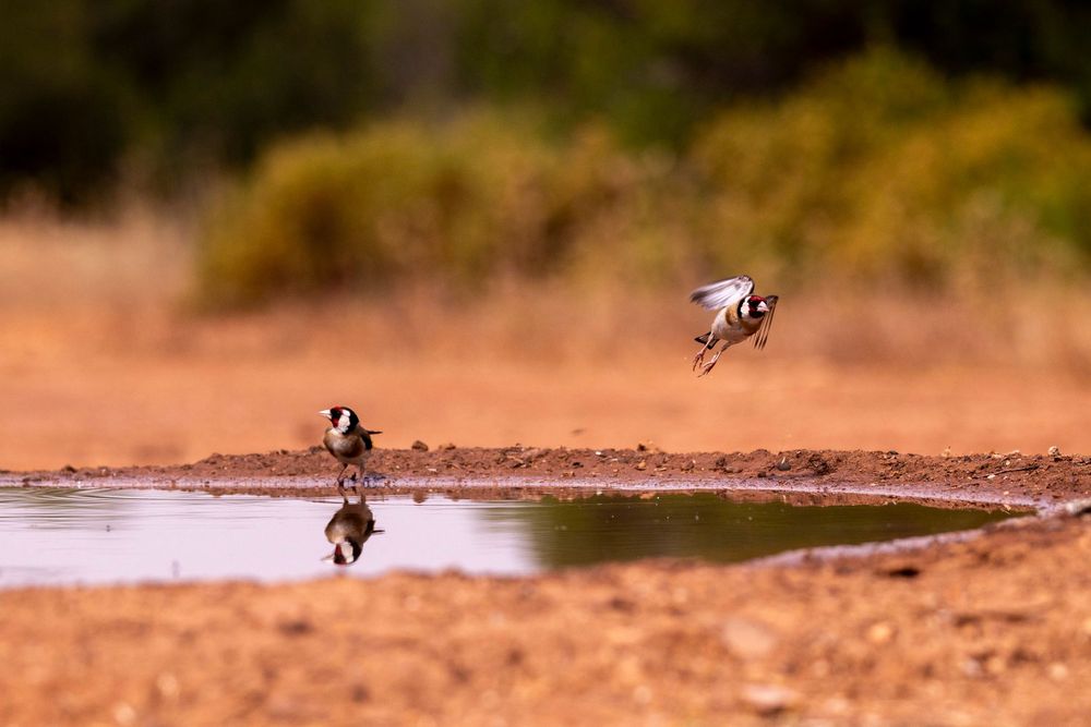 Delicados jilgueros se reúnen en un abrevadero, uno de ellos alza el vuelo con las alas extendidas en un hábitat natural bañado por el sol.