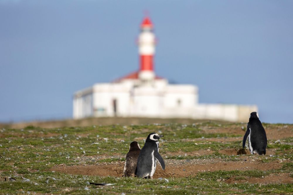 Encantadores pingüinos se reúnen cerca de un histórico faro costero bajo un cielo azul claro, capturando un momento sereno de la vida