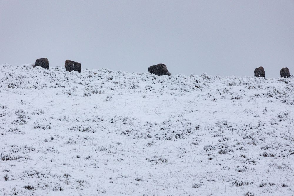 Una majestuosa manada de bisontes atraviesa la tundra cubierta de nieve, encarnando la resistencia y la belleza salvaje de la supervivencia